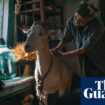 ‘Animals can feel good and evil’: film puts new perspective on Ukraine war