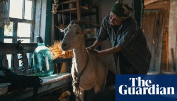 ‘Animals can feel good and evil’: film puts new perspective on Ukraine war