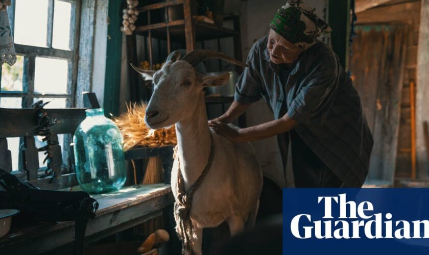 ‘Animals can feel good and evil’: film puts new perspective on Ukraine war