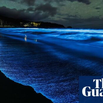 ‘Heck of a light show’: spectacular bloom of bioluminescence returns to Tasmania’s coastline