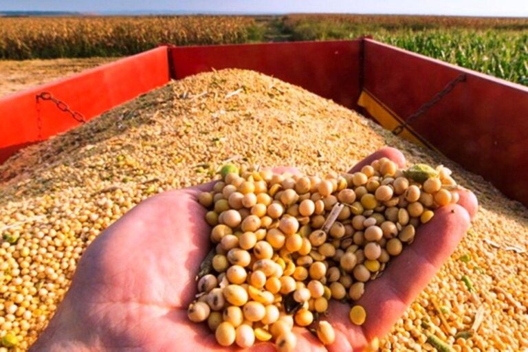 Brazil on track for record soyabean production while Argentina’s yield expected to fall – Oils & Fats International