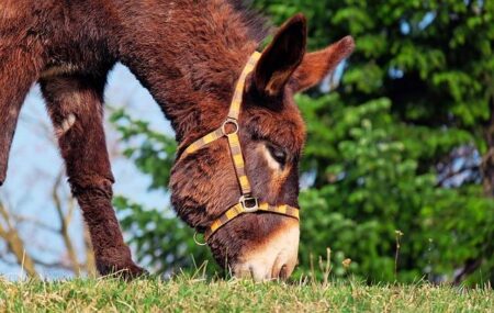 Russia Deploys Donkeys, Camels in Ukraine Amid Resupply Struggles – Newsweek