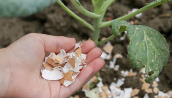 Ajoutez ce produit sur des coquilles d'œuf - Cela met fin à un problème courant au jardin