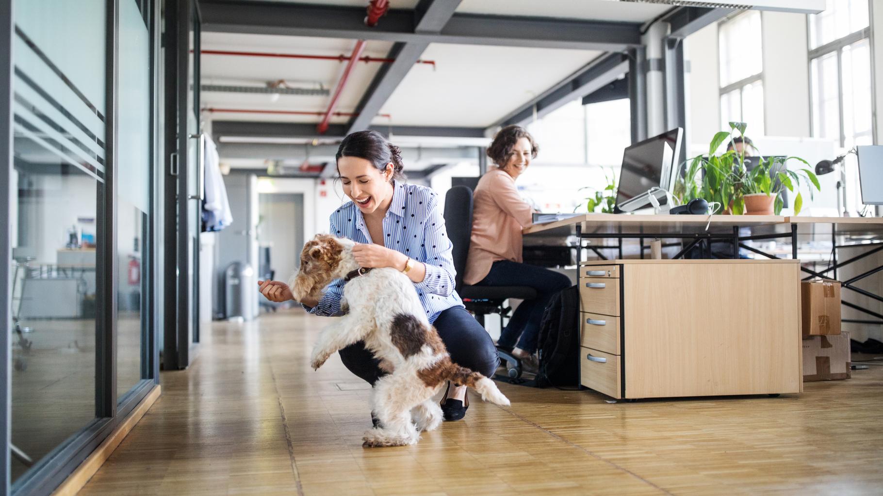 Animaux de compagnie au travail : maître ou collègue, racontez-nous vos meilleures et vos pires histoires