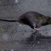 Le nombre de rats en hausse dans les villes en raison du réchauffement climatique