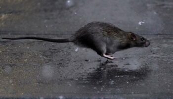 Le nombre de rats en hausse dans les villes en raison du réchauffement climatique