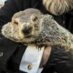 PETA proposes a ‘weather reveal' cake for Groundhog Day in place of Punxsutawney Phil