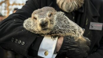 PETA proposes a ‘weather reveal' cake for Groundhog Day in place of Punxsutawney Phil