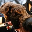 Groundhog Day's Punxsutawney Phil makes his weather prediction