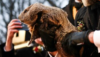 Groundhog Day's Punxsutawney Phil makes his weather prediction