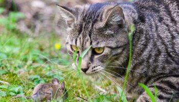 L’Écosse va-t-elle interdire les chats ? Le Premier ministre John Swinney rassure après ce rapport polémique