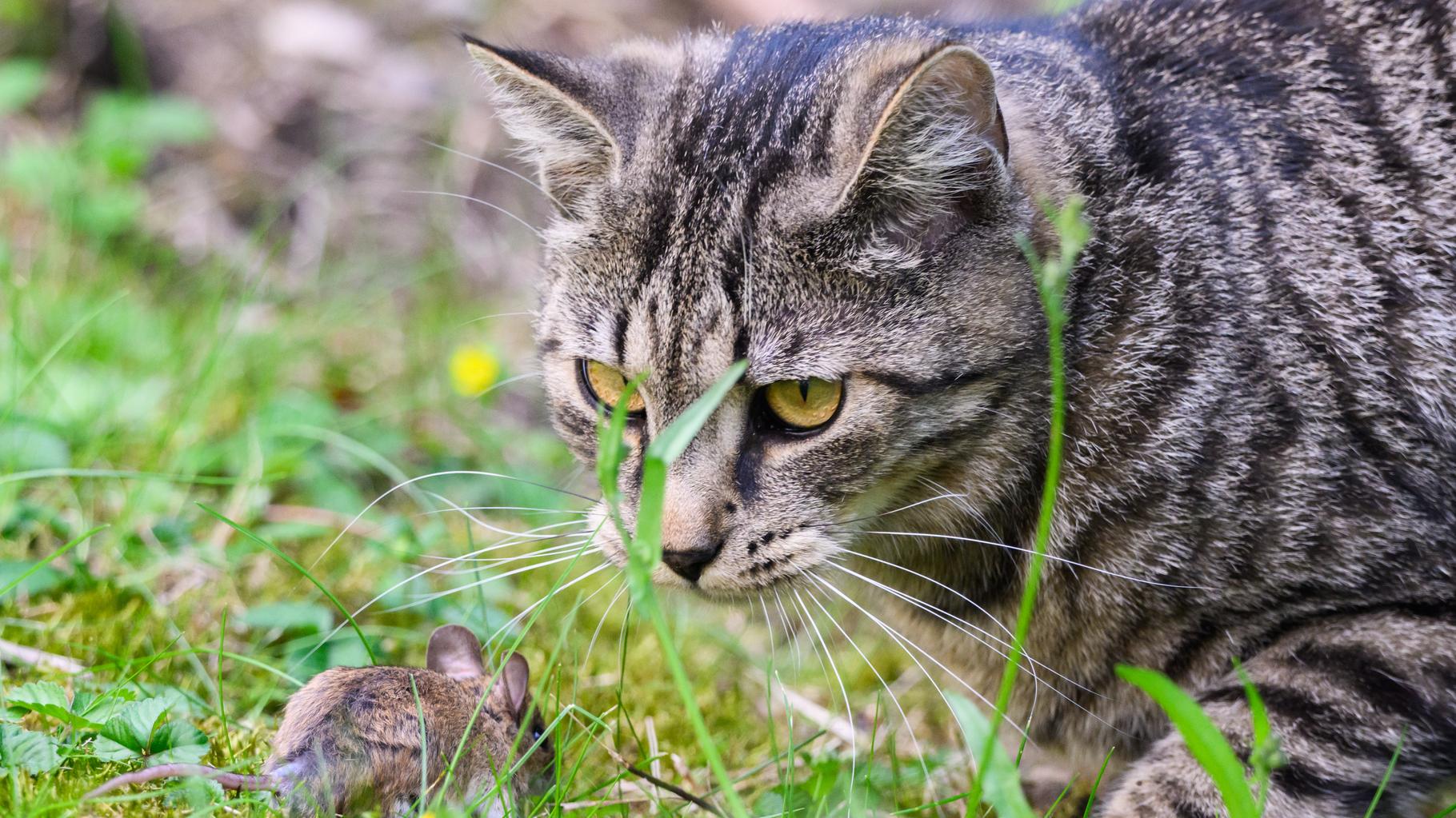 L’Écosse va-t-elle interdire les chats ? Le Premier ministre John Swinney rassure après ce rapport polémique