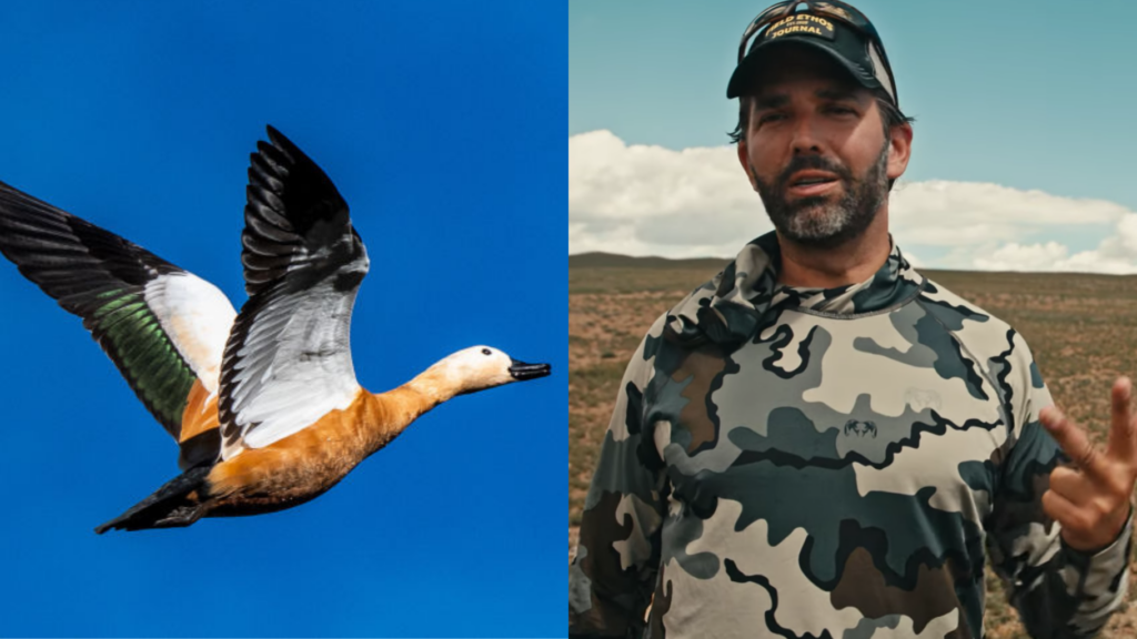 Donald Trump Jr accusé d’avoir tué des canards protégés lors d’une partie de chasse en Italie