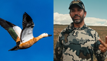 Donald Trump Jr accusé d’avoir tué des canards protégés lors d’une partie de chasse en Italie