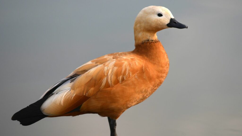 A ruddy shelduck. File pic: AP