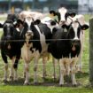 Second type of bird flu detected in US dairy cows