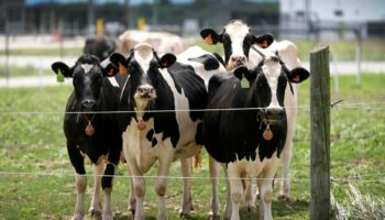 Second type of bird flu detected in US dairy cows