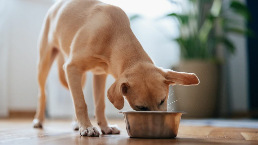 Close up shot of a cute yellow puppy eating its food from a metal bowl at home.