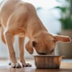 Close up shot of a cute yellow puppy eating its food from a metal bowl at home.