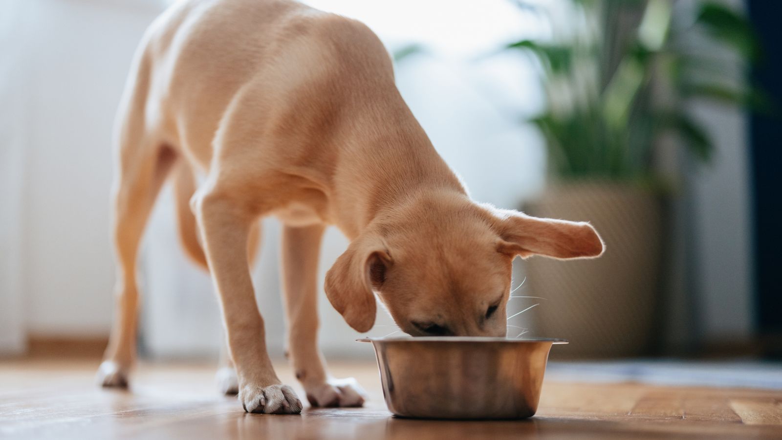 Close up shot of a cute yellow puppy eating its food from a metal bowl at home.