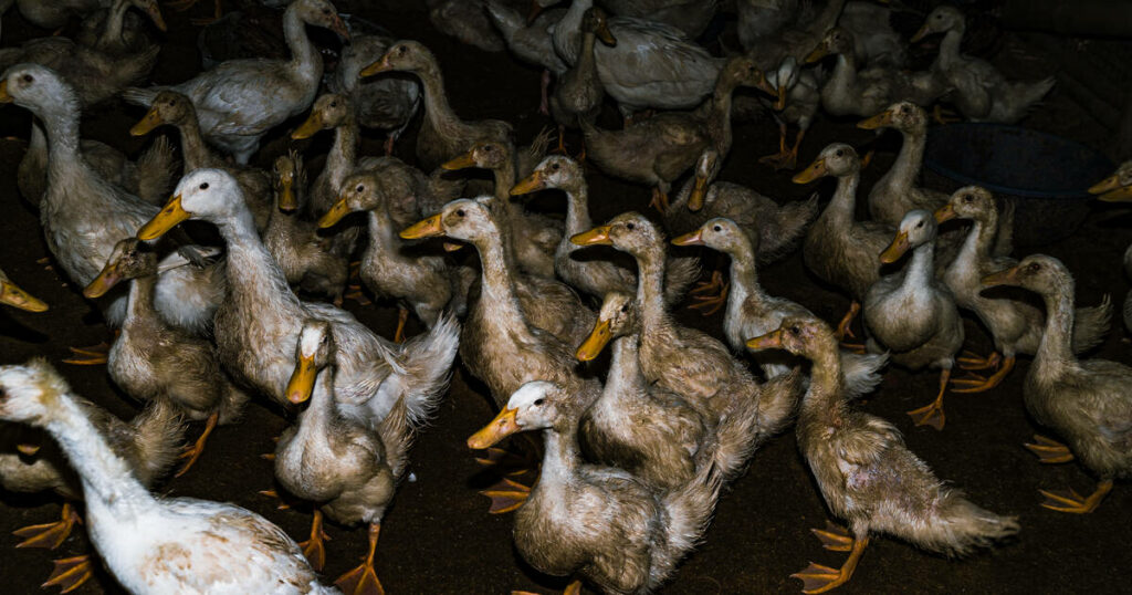 Grippe aviaire : les autorités sanitaires françaises sur le qui-vive