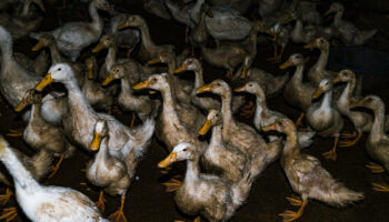 Grippe aviaire : les autorités sanitaires françaises sur le qui-vive