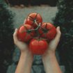 Alerte rouge: un pigment trouvé dans les tomates pourrait aider à soigner la dépression