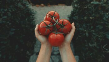 Alerte rouge: un pigment trouvé dans les tomates pourrait aider à soigner la dépression