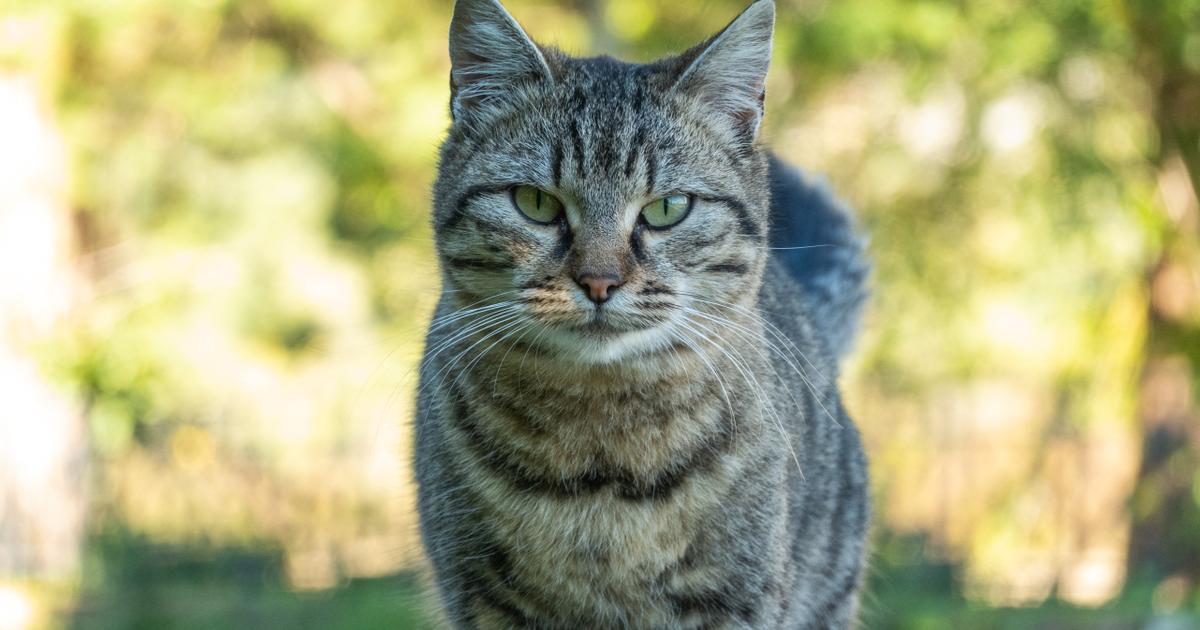 En Italie, une enquête ouverte après qu’un médecin a soigné son chat dans un hôpital public