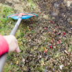 Vous devriez surveiller votre jardin dès maintenant, cette menace rôde