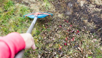 Vous devriez surveiller votre jardin dès maintenant, cette menace rôde