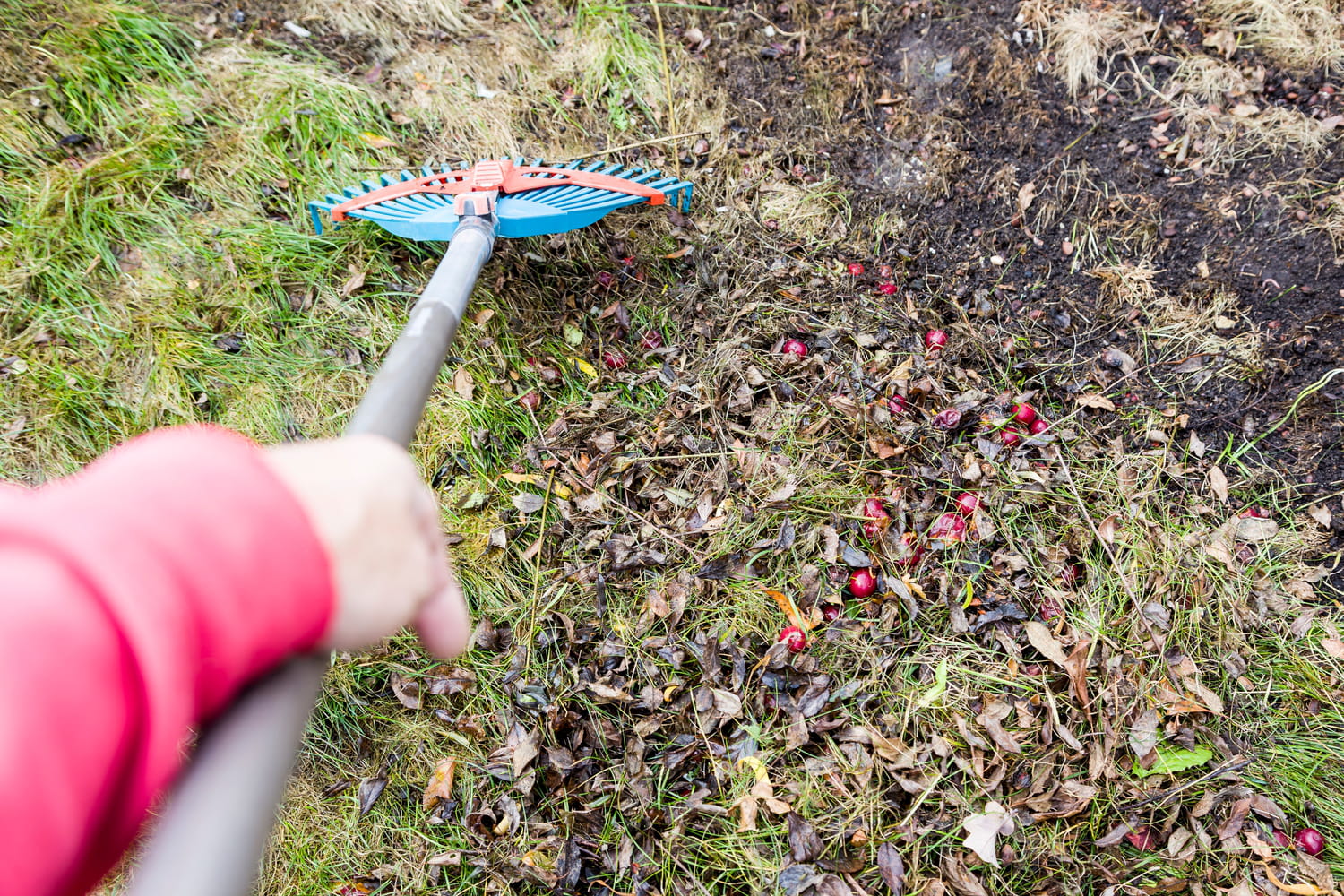 Vous devriez surveiller votre jardin dès maintenant, cette menace rôde