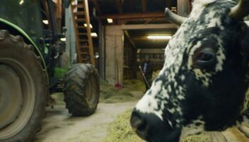 Salon de l'agriculture : les vaches vosgiennes ne seront pas représentées