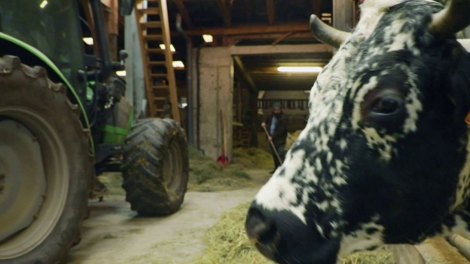 Salon de l'agriculture : les vaches vosgiennes ne seront pas représentées