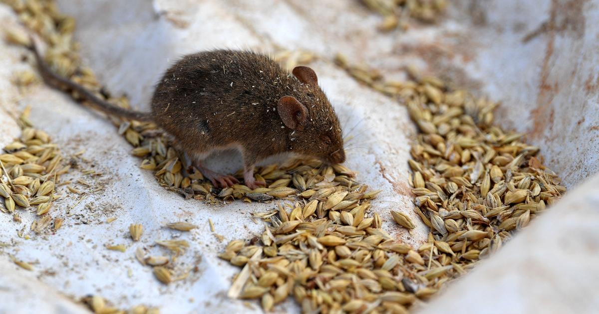 Des scientifiques affirment avoir identifié comment le cerveau des souris surmonte la peur