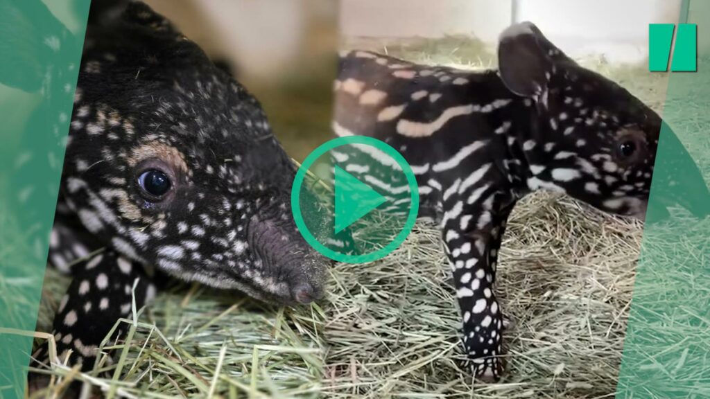 Un tapir de Malaisie aussi rare qu’adorable naît dans un zoo américain et devient viral sur TikTok