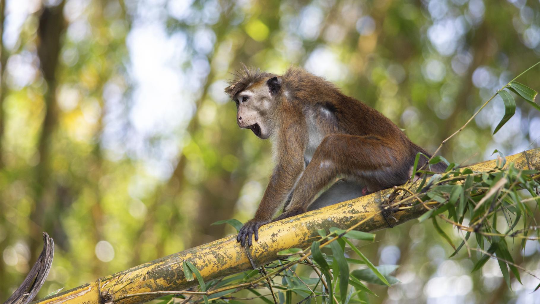 Au Sri Lanka, une panne d’électricité générale touche l’ensemble de l’île… à cause d’un singe