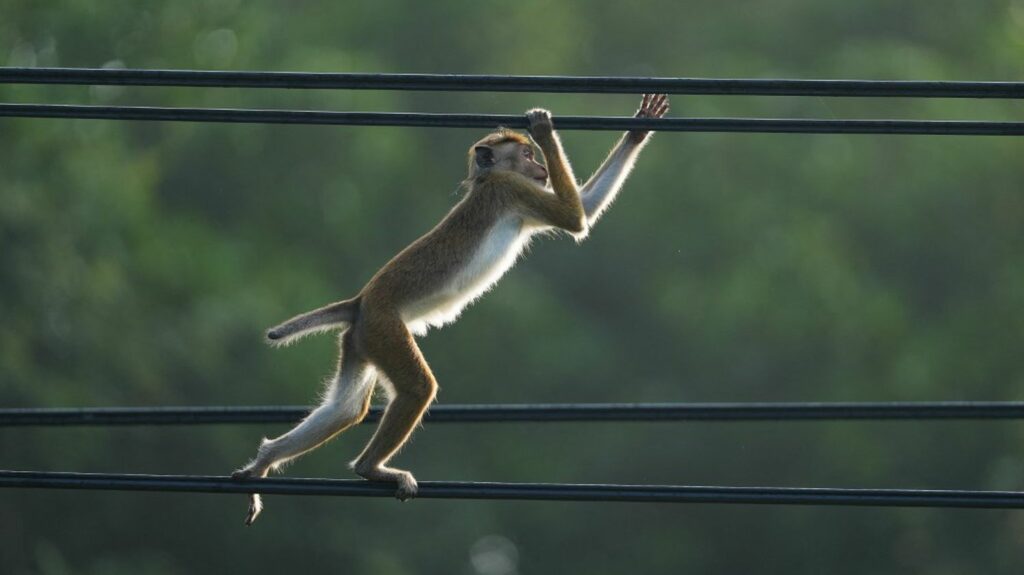 Un singe provoque une panne de courant générale au Sri Lanka