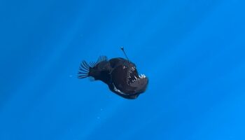 Un “diable noir” des abysses filmé au large des îles Canaries