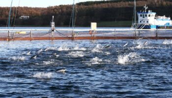 Norvège : 27 000 saumons d’élevage en fuite, un danger pour les saumons sauvages