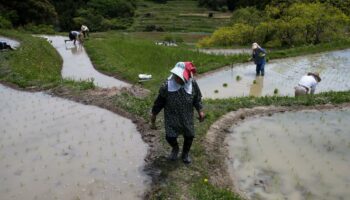 Une variété de riz moins émettrice de méthane vient de voir le jour