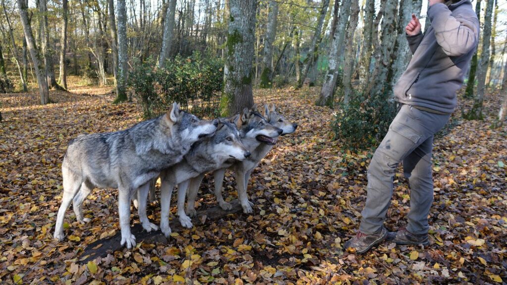 Les animaux sauvages désormais interdits dans les tournages de films et de séries à Montpellier