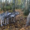 Les animaux sauvages désormais interdits dans les tournages de films et de séries à Montpellier