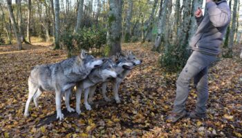 Les animaux sauvages désormais interdits dans les tournages de films et de séries à Montpellier