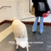 De Nancy à Paris, le voyage de ce mouton polonais en couche-culotte dans le métro passionne