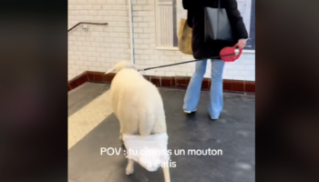 De Nancy à Paris, le voyage de ce mouton polonais en couche-culotte dans le métro passionne