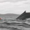 Humpback whale and kayak