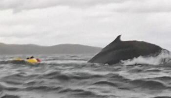 Humpback whale and kayak