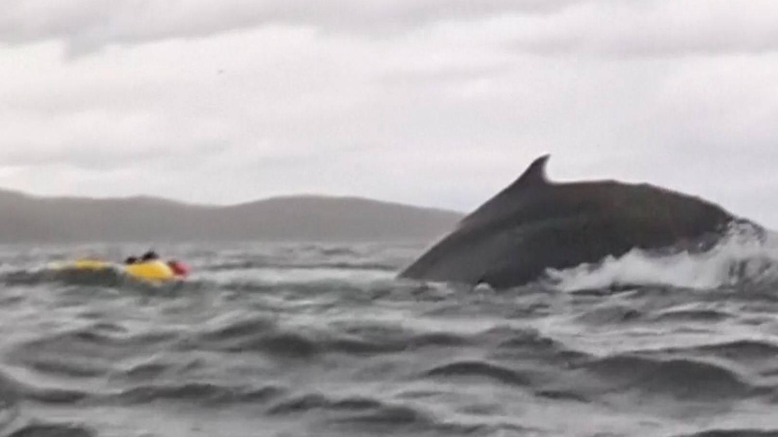 Humpback whale and kayak