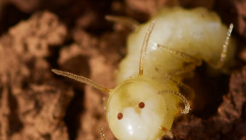 Des larves de mouche se déguisent en termite pour infiltrer les colonies